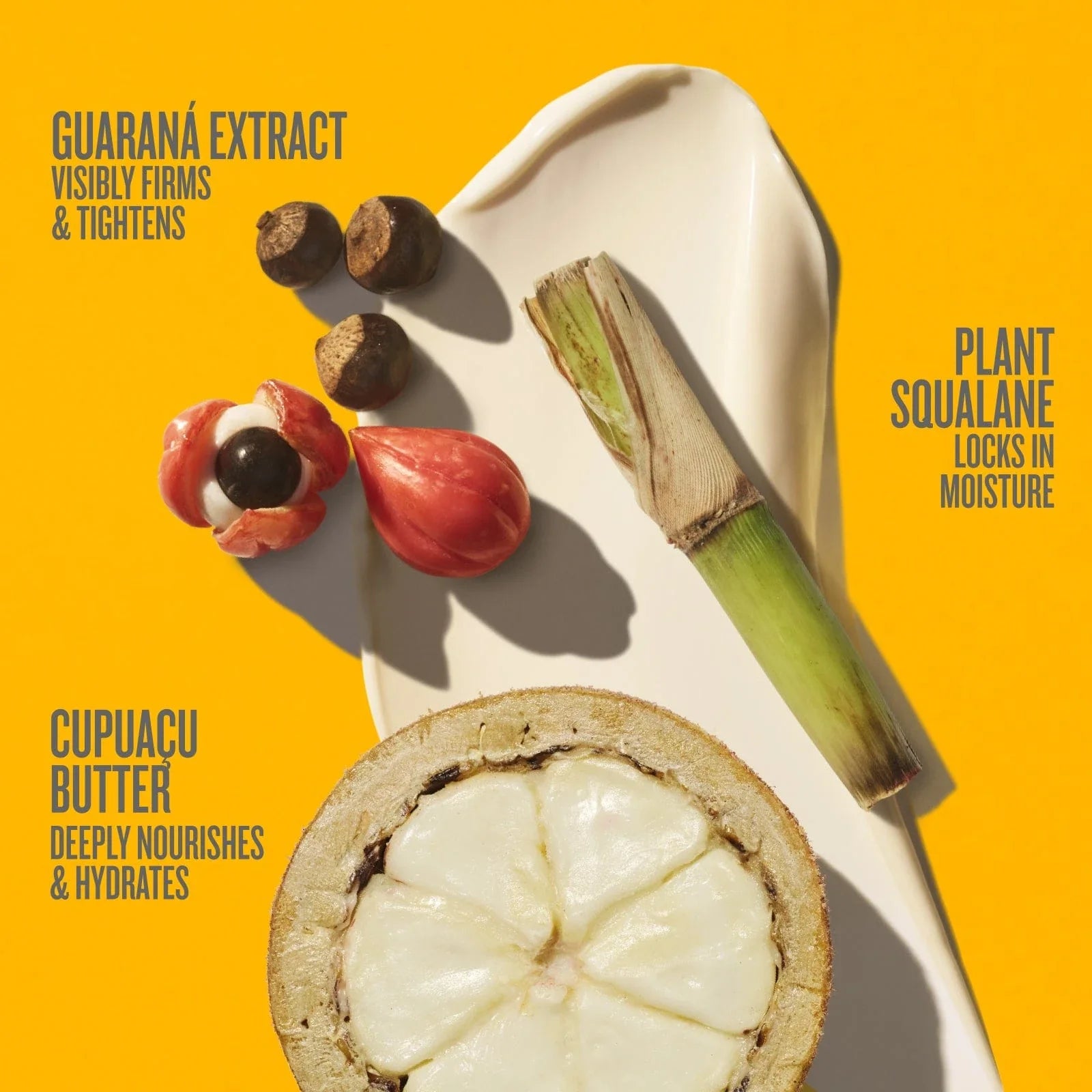 Brazilian Obsession Collection | Online Exclusive